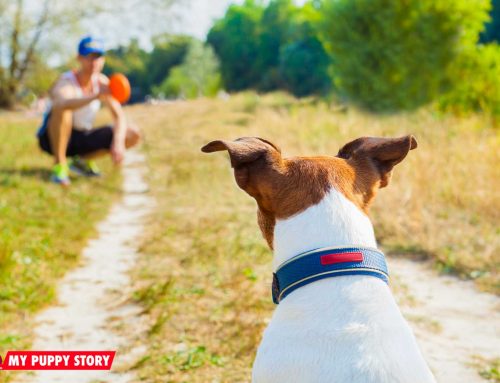 how to your recall how to stop aggression my puppy story how to your recall how to stop aggression my puppy story
