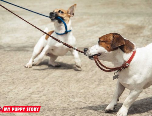 how to tell if a puppy is sick how to tell if your is sick my puppy story how to tell if a puppy is sick how to tell if your is sick my puppy story